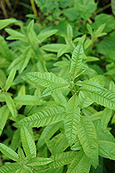 Lemon Verbena (Aloysia citriodora) at The Green Spot Home & Garden