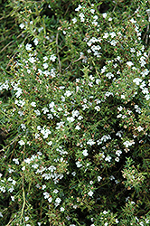 Winter Savory (Satureja montana) at The Green Spot Home & Garden