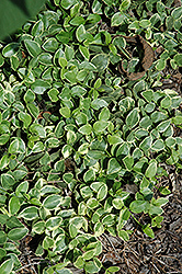 Variegated Periwinkle (Vinca major 'Variegata') at The Green Spot Home & Garden