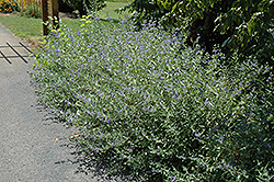 Bluebeard (Caryopteris x clandonensis) at The Green Spot Home & Garden