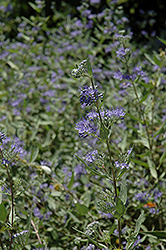 Bluebeard (Caryopteris x clandonensis) at The Green Spot Home & Garden