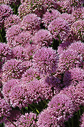 Millenium Ornamental Onion (Allium 'Millenium') at The Green Spot Home & Garden