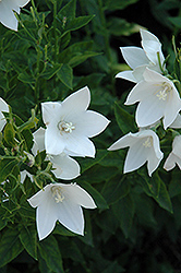 Fuji White Balloon Flower (Platycodon grandiflorus 'Fuji White') at The Green Spot Home & Garden