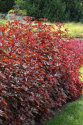 Mahogany Splendor Hibiscus (Hibiscus acetosella 'Mahogany Splendor') at The Green Spot Home & Garden