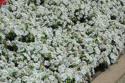 Pretty Flora White Petunia (Petunia 'Pretty Flora White') at The Green Spot Home & Garden