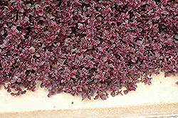 Purple Lady Blood Leaf (Iresine herbstii 'Purple Lady') at The Green Spot Home & Garden