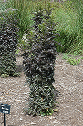 Black Tower Elder (Sambucus nigra 'Eiffel01') at The Green Spot Home & Garden