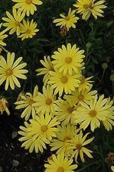 Voltage Yellow African Daisy (Osteospermum 'Voltage Yellow') at The Green Spot Home & Garden