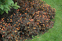 Sparks Will Fly Begonia (Begonia 'Sparks Will Fly') at The Green Spot Home & Garden