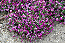 Clear Crystal Purple Shades Sweet Alyssum (Lobularia maritima 'Clear Crystal Purple Shades') at The Green Spot Home & Garden