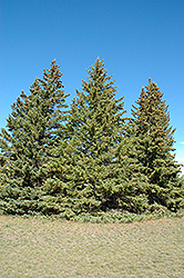 White Spruce (Picea glauca) at The Green Spot Home & Garden