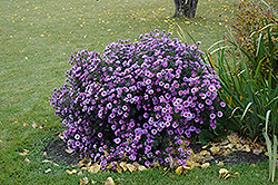 Purple Dome Aster (Aster novae-angliae 'Purple Dome') at The Green Spot Home & Garden