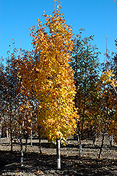 Lord Selkirk Sugar Maple (Acer saccharum 'Jefselk') at The Green Spot Home & Garden