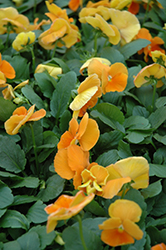 Matrix Orange Pansy (Viola 'PAS491790') at The Green Spot Home & Garden