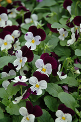 Sorbet XP White Jump Up Pansy (Viola 'Sorbet XP White Jump Up') at The Green Spot Home & Garden