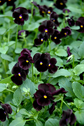 Sorbet Black Delight Pansy (Viola 'Sorbet Black Delight') at The Green Spot Home & Garden