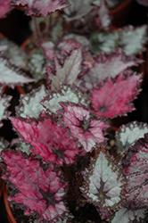 Jurassic Pink Shades Begonia (Begonia 'Jurassic Pink Shades') at The Green Spot Home & Garden