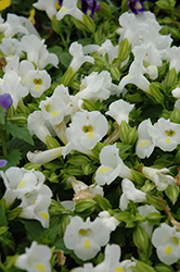Catalina White Linen Torenia (Torenia 'Dancat153') at The Green Spot Home & Garden