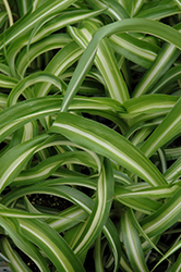 Variegated Spider Plant (Chlorophytum comosum 'Variegatum') at The Green Spot Home & Garden