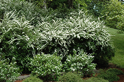 Snowmound Spirea (Spiraea nipponica 'Snowmound') at The Green Spot Home & Garden