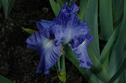 Victoria Falls Iris (Iris 'Victoria Falls') at The Green Spot Home & Garden