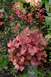 Cherry Cola Coral Bells (Heuchera 'Cherry Cola') at The Green Spot Home & Garden