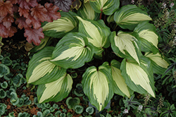 Raspberry Sundae Hosta (Hosta 'Raspberry Sundae') at The Green Spot Home & Garden