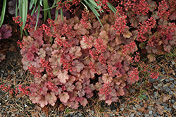 Cherry Cola Coral Bells (Heuchera 'Cherry Cola') at The Green Spot Home & Garden