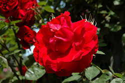 Ramblin' Red Rose (Rosa 'Ramblin' Red') at The Green Spot Home & Garden