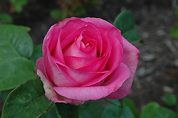 Beverly Eleganza Rose (Rosa 'KORpauvio') at The Green Spot Home & Garden
