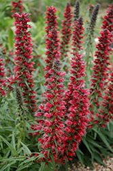 Red Feathers (Echium amoenum) at The Green Spot Home & Garden