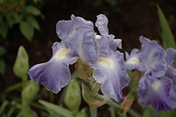 Victoria Falls Iris (Iris 'Victoria Falls') at The Green Spot Home & Garden