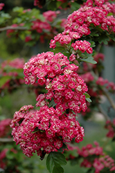 Toba Hawthorn (Crataegus x mordenensis 'Toba') at The Green Spot Home & Garden