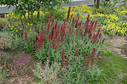 Red Feathers (Echium amoenum) at The Green Spot Home & Garden