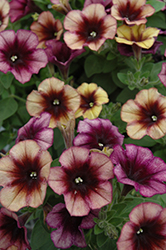 Cascadias Autumn Mystery Petunia (Petunia 'Cascadias Autumn Mystery') at The Green Spot Home & Garden