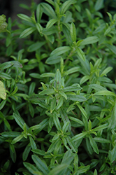 Summer Savory (Satureja hortensis) at The Green Spot Home & Garden