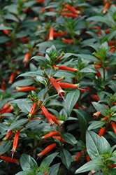 Vermillionaire Large Firecracker Plant (Cuphea 'Vermillionaire') at The Green Spot Home & Garden