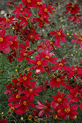 Red Satin Tickseed (Coreopsis 'Red Satin') at The Green Spot Home & Garden