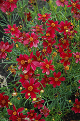 Red Satin Tickseed (Coreopsis 'Red Satin') at The Green Spot Home & Garden