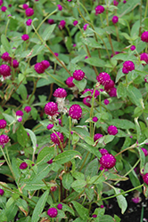 Qis Purple Gomphrena (Gomphrena 'Qis Purple') at The Green Spot Home & Garden
