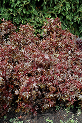 Little Zin Hibiscus (Hibiscus acetosella 'Little Zin') at The Green Spot Home & Garden