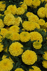 Taishan Yellow Marigold (Tagetes erecta 'Taishan Yellow') at The Green Spot Home & Garden