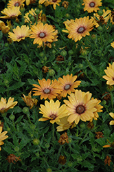 Zion Magic Orange African Daisy (Osteospermum 'Zion Magic Orange') at The Green Spot Home & Garden