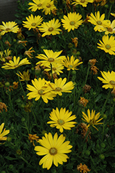 Zion Pure Yellow African Daisy (Osteospermum 'Zion Pure Yellow') at The Green Spot Home & Garden