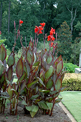 Australia Canna (Canna 'Australia') at The Green Spot Home & Garden