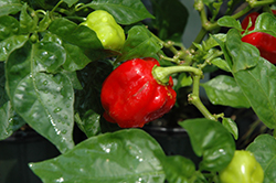 Carolina Reaper Ornamental Pepper (Capsicum chinense 'Carolina Reaper') at The Green Spot Home & Garden