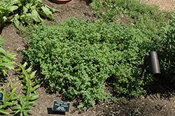 Greek Oregano (Origanum onites) at The Green Spot Home & Garden