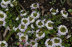 Fairy White Fan Flower (Scaevola aemula 'KLESC13596') at The Green Spot Home & Garden