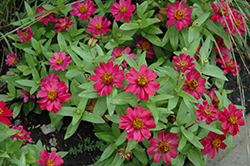 Zahara Cherry Zinnia (Zinnia 'Zahara Cherry') at The Green Spot Home & Garden