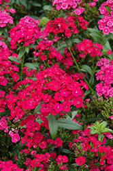 Jolt Cherry Hybrid Pinks (Dianthus 'Jolt Cherry') at The Green Spot Home & Garden